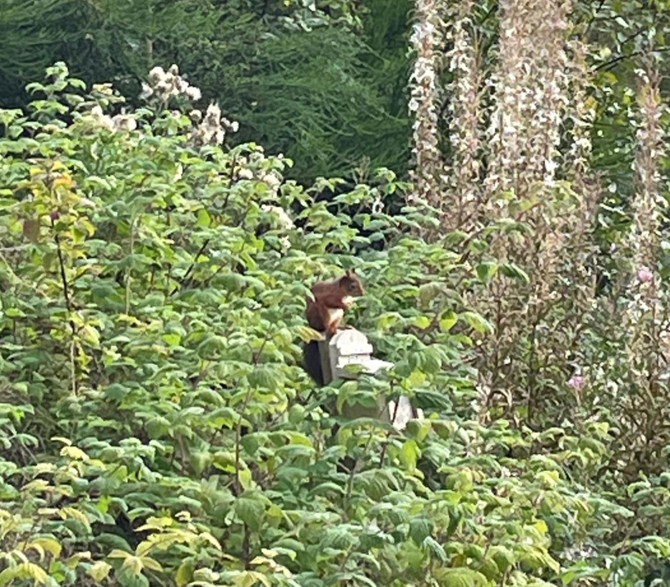 Villa Red Squirrel Pod With Hot Tub à Oban Extérieur photo